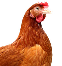 Gevogelte